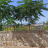 Esterno