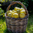 I nostri limoni