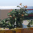 VISTA MARE